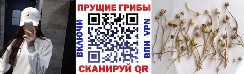MEGA сайт  Дубна  Галлюциногенные грибы прущие грибы 